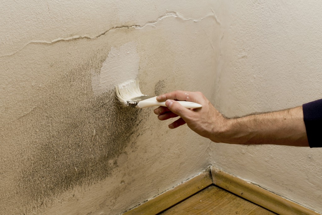 painting wall with mold