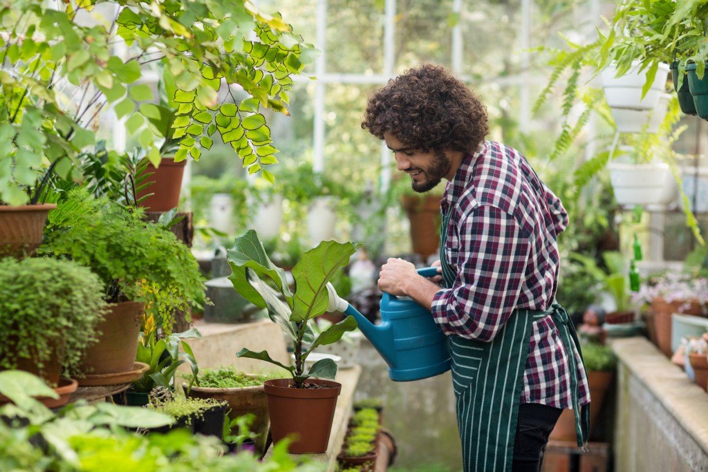 watering plants in the greenhouse