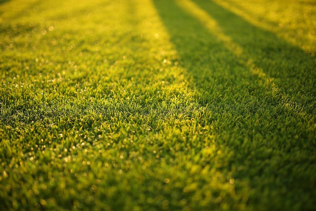 lawn front yard
