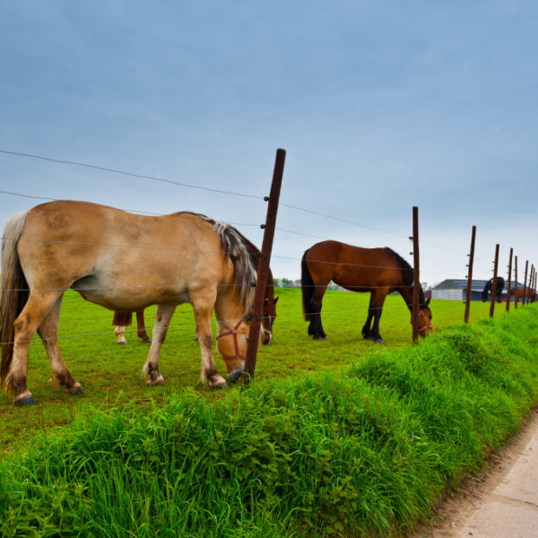 Fence under Electric Current Surrounding the Horse Farm