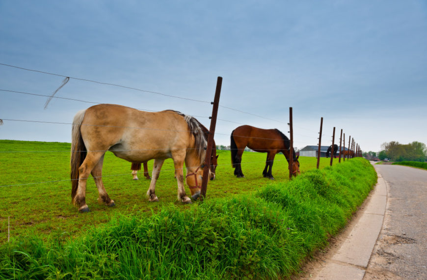 Fence under Electric Current Surrounding the Horse Farm